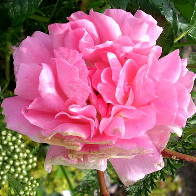 Rosa 'Rosenfee' - 