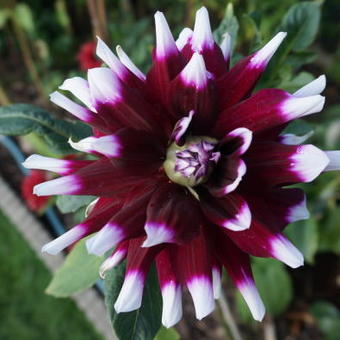 Dahlia 'Mystery Day'