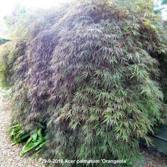 Acer palmatum 'Orangeola'