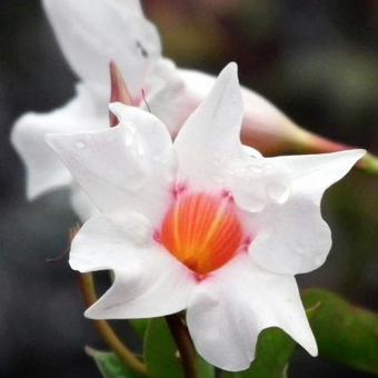 Mandevilla