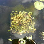 Hydrocotyle sibthorpioides 'Variegata' - 