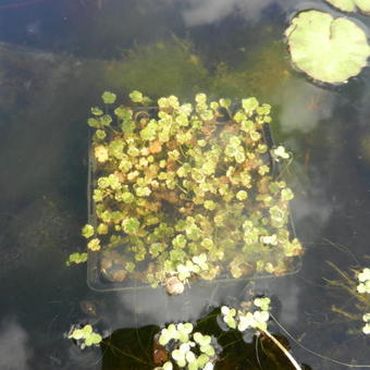 Hydrocotyle sibthorpioides 'Variegata'