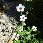 Linum grandiflorum 'Bright Eyes' - 