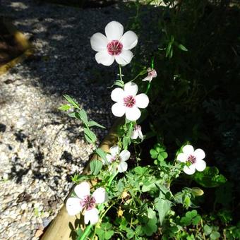 Linum grandiflorum 'Bright Eyes'