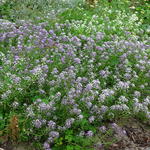 Lobularia maritima 'Koningstapijt' - 