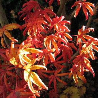 Acer palmatum 'Trompenburg'