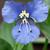 Commelina coelestis