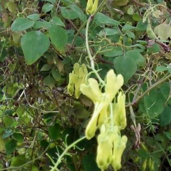 Dicentra macrocapnos