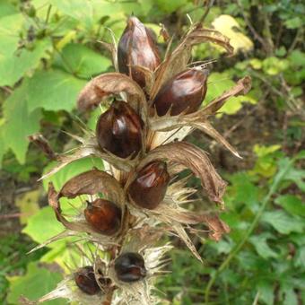 Acanthus hungaricus