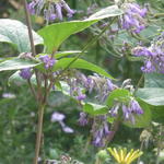 Clematis heracleifolia 'Cote d'Azur' - 