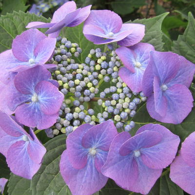 Hydrangea macrophylla 'Mariesii Grandiflora' - Hydrangea macrophylla 'Mariesii Grandiflora'