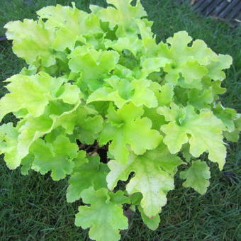 Heuchera 'Lime Marmalade'