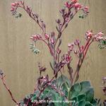 Echeveria runyonii - 