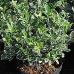 Euonymus japonicus 'Susan' - 