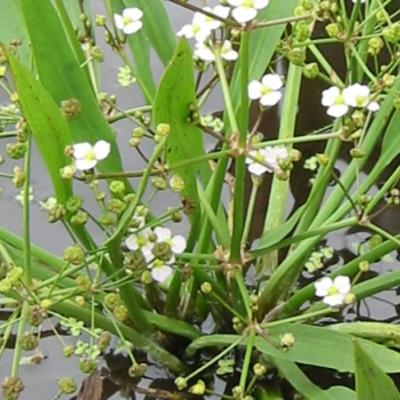 ALISMA ,PLANTAIN D'EAU - Alisma parviflorum