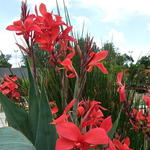 Canna glauca 'Endeavour' - Canna glauca 'Endeavour' - 