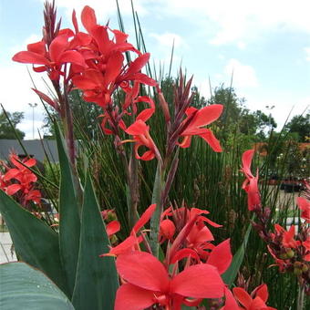 Canna glauca 'Endeavour'