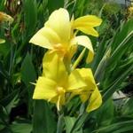 Canna glauca 'Ra' - Canna glauca 'Ra' - 