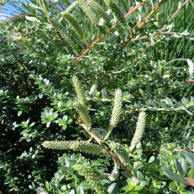 Salix Bockii - 