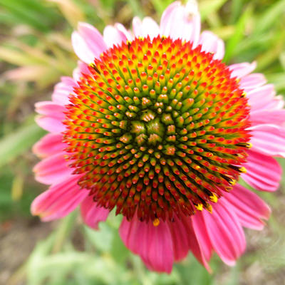 Echinacea purpurea 'Rozenrad' - 