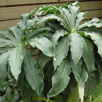 Arisaema consanguineum