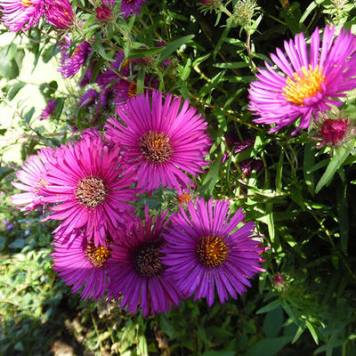 Aster novae-angliae 'Septemberrubin'