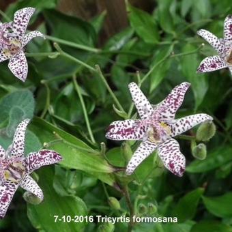 Tricyrtis formosana