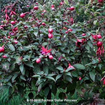 Fuchsia 'Dollar Princess'