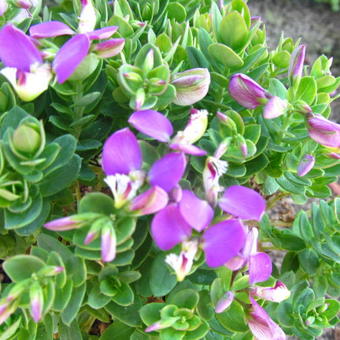 Polygala myrtifolia 'Bibi Pink