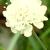 Scabiosa ochroleuca 'Moon Dance'