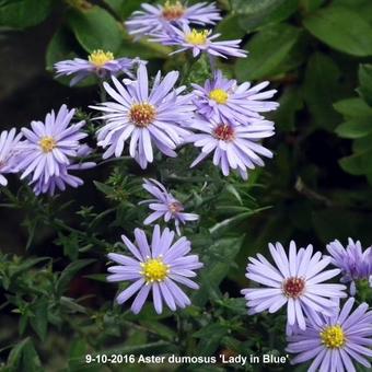 Aster dumosus 'Lady in Blue'