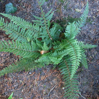 Polystichum setiferum 'Wollastonii' - 