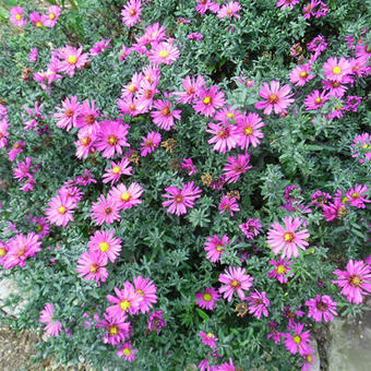 Aster dumosus 'Starlight'