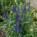 Veronica spicata 'Darwin's Blue' - 