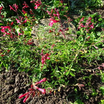 Salvia greggii 'Lipstick'