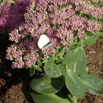 Sedum spectabile 'Carmen'