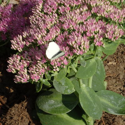 Sedum spectabile 'Carmen' - Sedum spectabile 'Carmen'