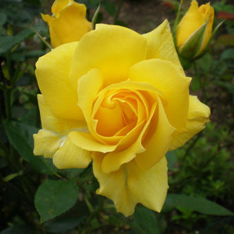 Rosa 'Mrs. Pierre S. du Pont, Cl.'