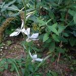 Gaura lindheimeri 'The Bride' - 