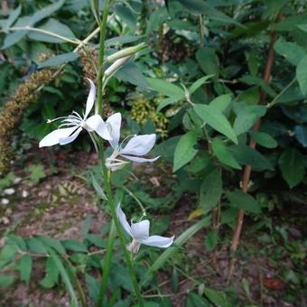 Gaura lindheimeri 'The Bride'