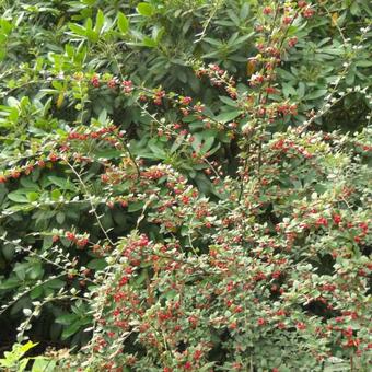 Cotoneaster dielsianus