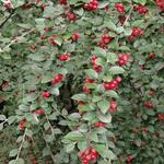 Cotoneaster dielsianus - 