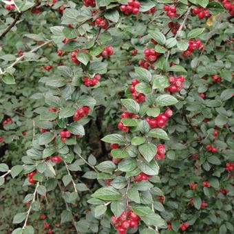 Cotoneaster dielsianus