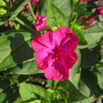 Incarvillea delavayi 'Rosa' - 