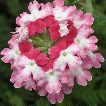 Verbena 'LANAI Twister Cherry Red'