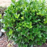 Euonymus japonicus 'Microphyllus' - 