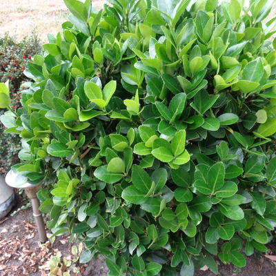 Euonymus japonicus 'Microphyllus'