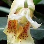 Impatiens omeiana - 