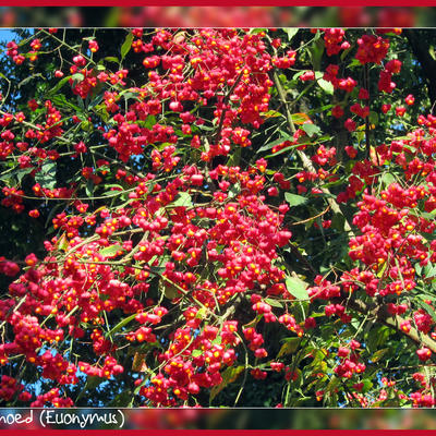 Euonymus - 