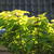 Catalpa bignonioides 'Aurea'